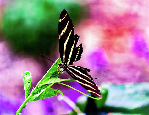 Watercolor Butterfly Photograph By Mireyah Wolfe Fine Art America