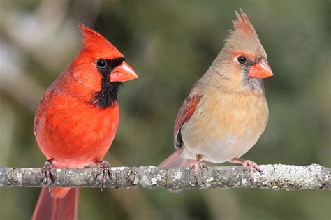 Featured Birds Northern Cardinals