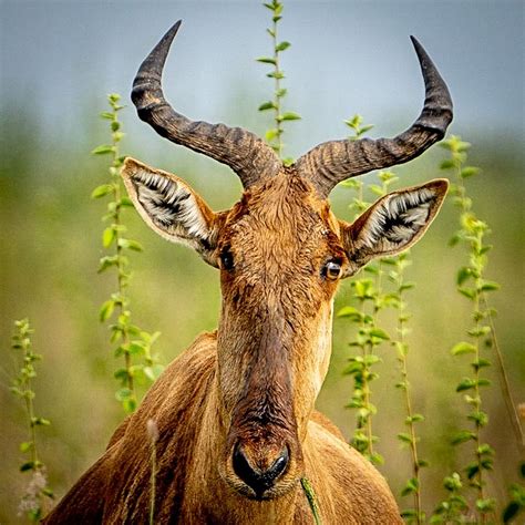 African Kudu Photograph By Wildlife By Logan Fine Art America