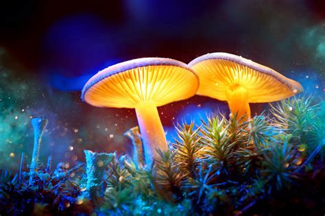 Magic Mushroom Ingredient Approved By Fda For Depression