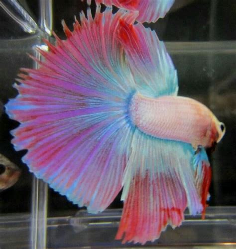 Top 35 Beautiful Types Of Betta Fish With Amazing Pictures