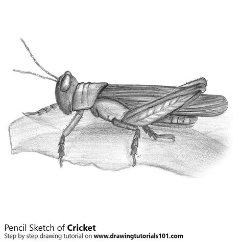 Cricket Pencil Drawing How To Sketch Cricket Using Pencils