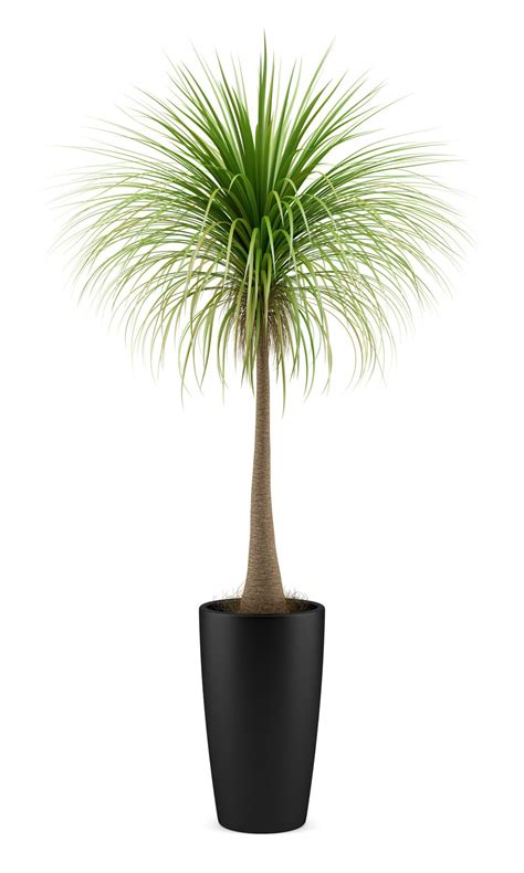 Incridible Potted Palm Trees For Potted Palm Potted Palm Trees