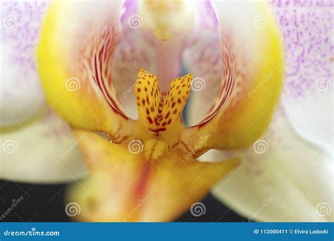 Very Nice Colorful Orchid Close Up In My Room Stock Image Image Of