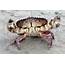 Spot Bellied Rock Crab  Stock Image F031/3822 Science Photo Library