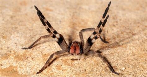Top 10 Biggest Spiders In The World Petsbee