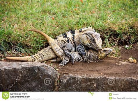 Spiny Iguana Clipart 20 Free Cliparts Download Images On Clipground 2023