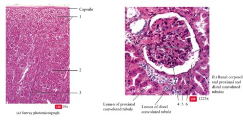 Renal Capsule Histology