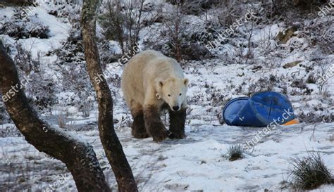 Hamish Polar Bear Highland Wildlife Park Editorial Stock Photo Stock