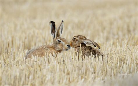 Brown Hares On A Stubble Field Germany Bing Wallpapers Sonu Rai