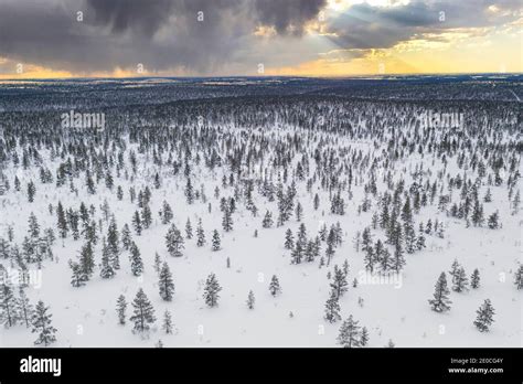 Trees In The Snowy Landscape Of Urho Kekkonen National Park At Sunset