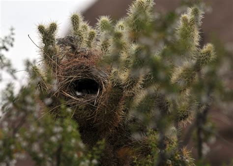 Bird Nest In Cactus Free Stock Photo Public Domain Pictures