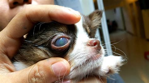 Corneal Ulcer In Dogs And Cats Eye Ulcers And Treatment
