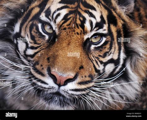 Close Up Portrait Of A Female Tiger Panthera Tigris Face Looking