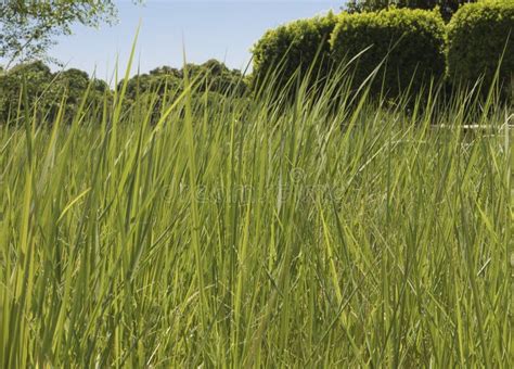 Closeup Field Of Hay Grass Growing In Rural Farm Meadow Stock Image