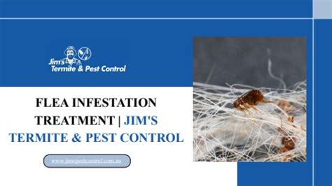 Flea Infestation Treatment Jim S Termite Pest Control
