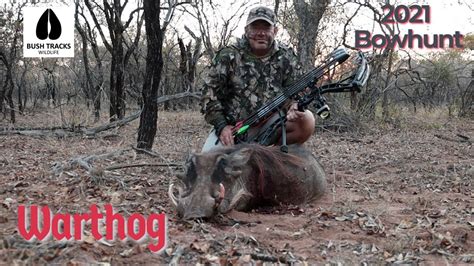 Warthog Bow Hunt First One Down On My First Winter Hunt Bush Tracks