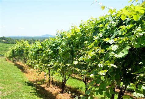 Vineyards Of North Georgia Usa Free Stock Photo Public Domain Pictures