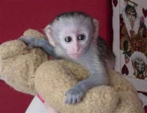 Cute And Adorable Baby Capuchin Monkeys For Adoption Jacksonville