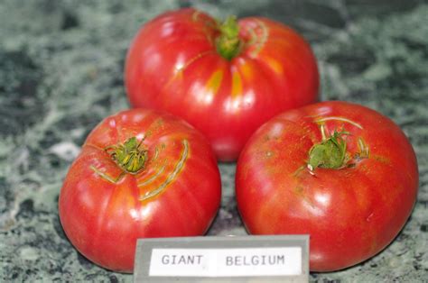 Giant Belgium Tomato Delicious Explore Floradors Phot Flickr