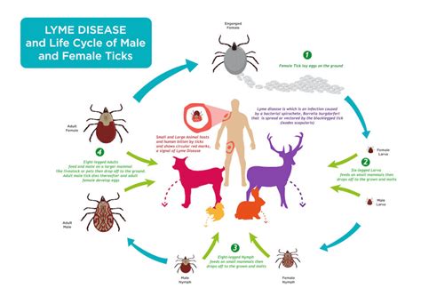 Tick Prevention And Control For Tampa Bay Properties Drive Bye Pest