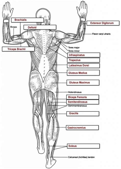 Human Anatomy Labeling Worksheets Tag Muscle Worksheets For Anatomy