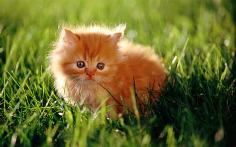 Cute Wallpaper Kucing Photos