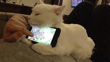 Computer cat gifs get the best gif on giphy. Progressive Charlestown: Smart phones do not make us smarter