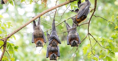 Aussie Flying Foxes Travel Remarkable Distances New Study Finds