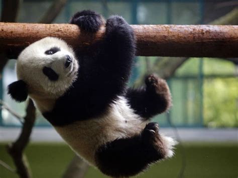 Pin By Priscila Mayara On ♥i Love Pandas ♥ Baby Panda Pictures Cute