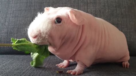 This Guinea Pig Is Skinny Bald And Proud
