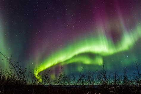 See Alaskas Captivating Northern Lights On This Fairbanks Tour La Times