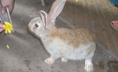 Dangerous Of Wild Animals Pet Rabbits