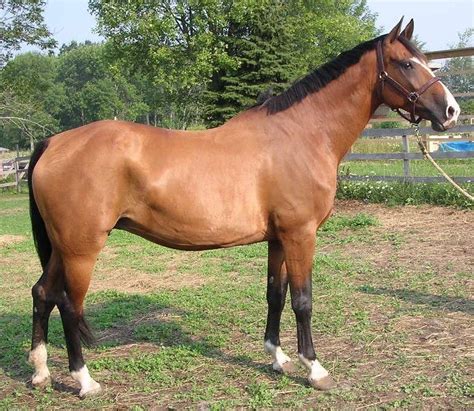 Majestic Gaits Miloma Pedigree Dutch Warmblood Mare Dutch Warmblood