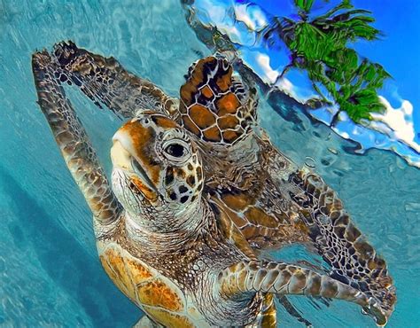 Turtles In Sea Cool Hd Wallpaper Pxfuel