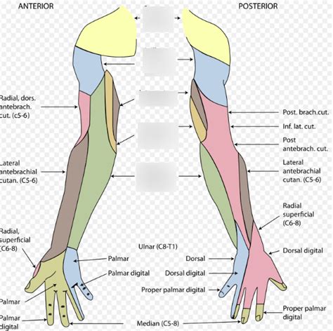 Cutaneous Nerves Of The Upper Limb Diagram Quizlet