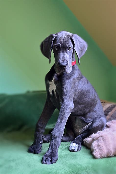 Royalty Free Photo Black And White Great Dane Puppy