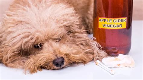 Spritz Your Pet With Apple Cider Vinegar To Help Avoid Fleas