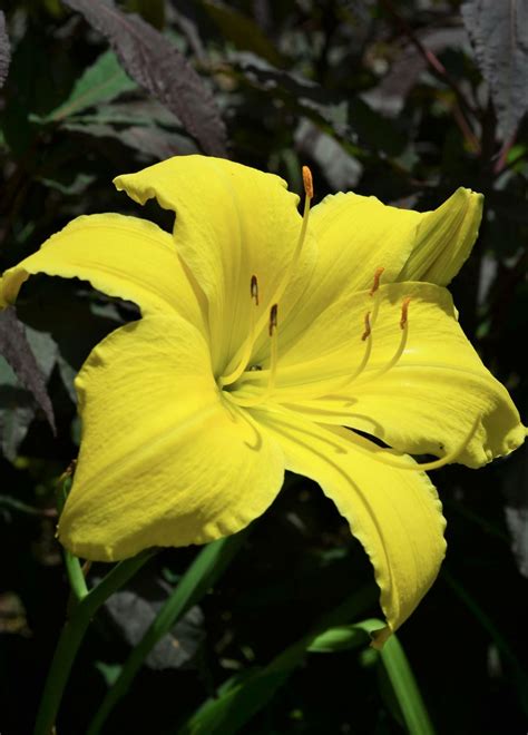 Hemerocallis Big Bird Big Bird Daylily Myriad Botanical Gardens