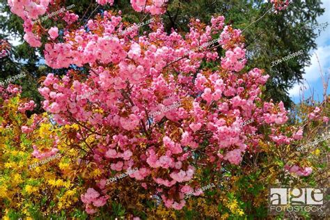 Rikugien garden is considered as one of most beautiful japanese gardens in tokyo, and it's one of most popular tourist attractions in the city through the year, featuring great nature with the traditional. Prunus Serrulata Kanzan Flowering Cherry | Best Flower Site