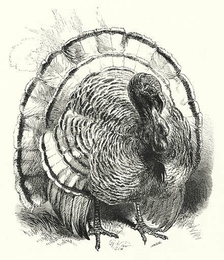Turkey Cock Stock Image Look And Learn