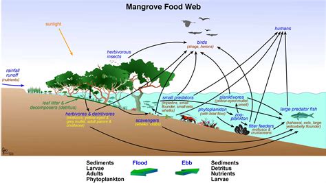 Food Chains And Webs The Mangrove Ecosystem
