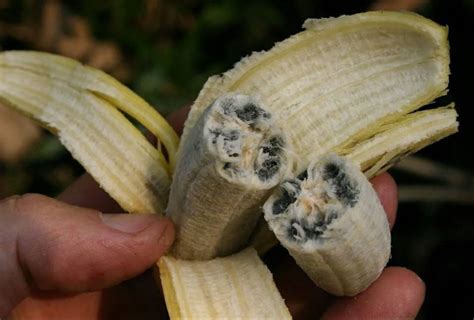 Can I Grow Bananas From Seed