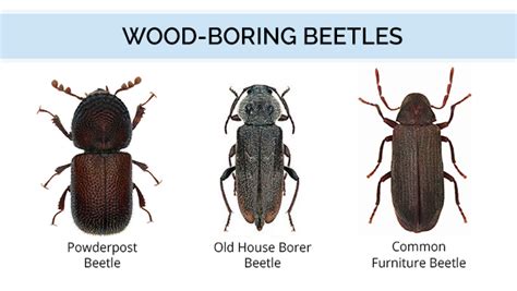 What Do Wood Boring Beetles Look Like Wood Bug Identification Guide