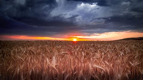 Earth Wheat Field Summer Sunset Hd Wallpaper Peakpx