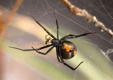 Unluckiest Man In Australia Bitten On Penis By Spider Twice Live