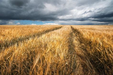 Fall Wheat Field Stock Photo Image Of Agriculture 154909238