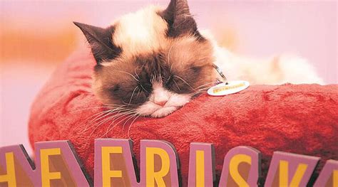 What Grumpy Cat Aka Tardar Sauce Or Tard Taught Us Eye News The