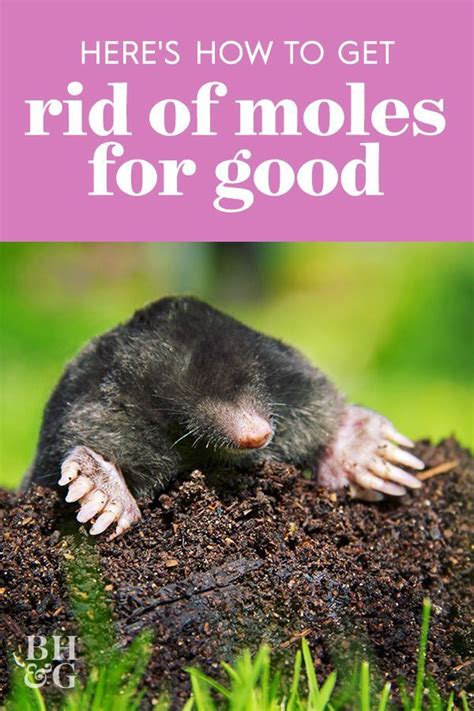 The Only Sure Way To Get Rid Of A Mole Is To Use A Mole Specific Trap