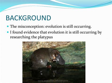 Ppt Evolution Of The Platypus Powerpoint Presentation Free Download
